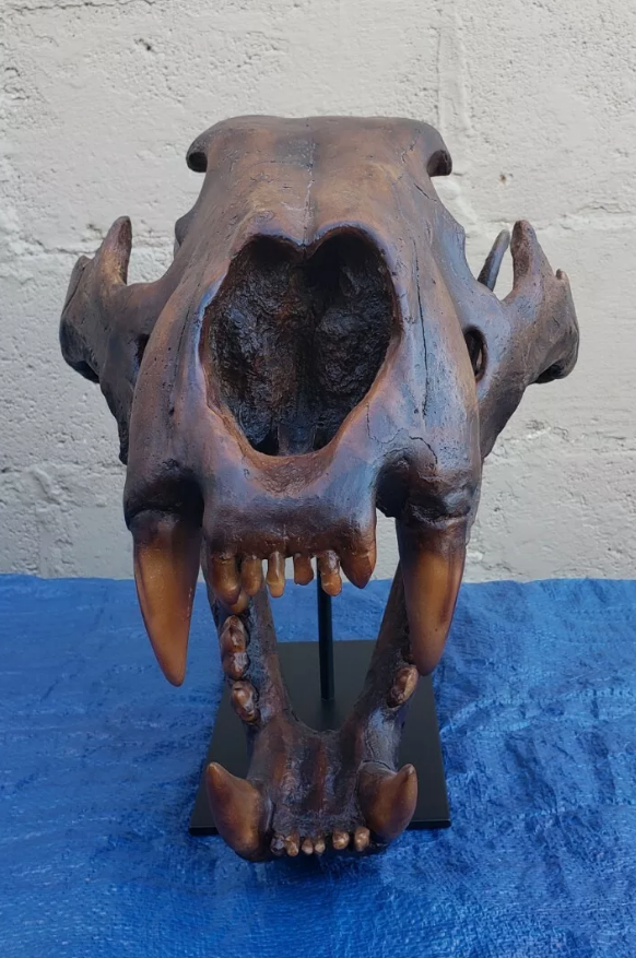 American Lion Skull Tapit Finish Cast Replica Reproduction (Updated 1/24)