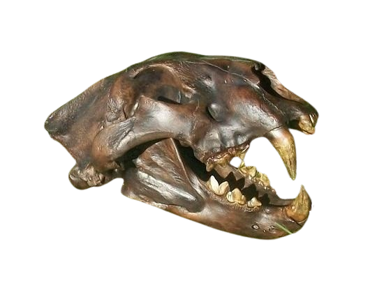 American Lion Skull Tapit Finish Cast Replica Reproduction (Updated 1/24)