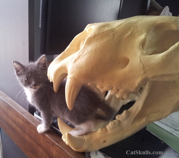 American Lion Skull Antique Finish Cast Replica Reproduction (Updated1/24)