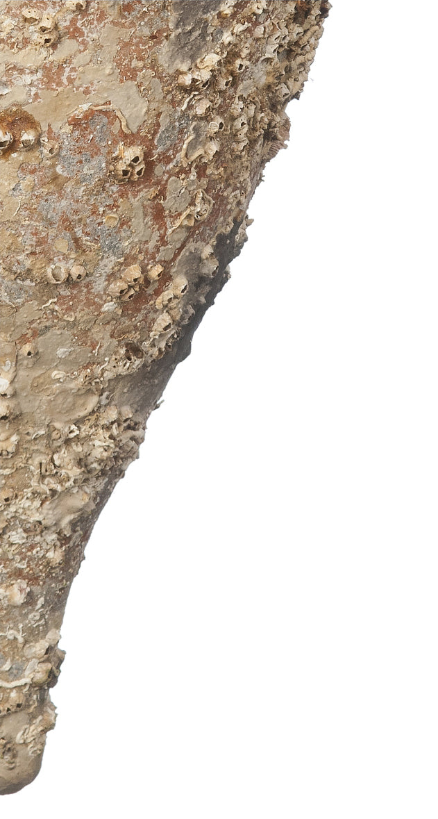 'Almagro' Ancient Sea Amphora