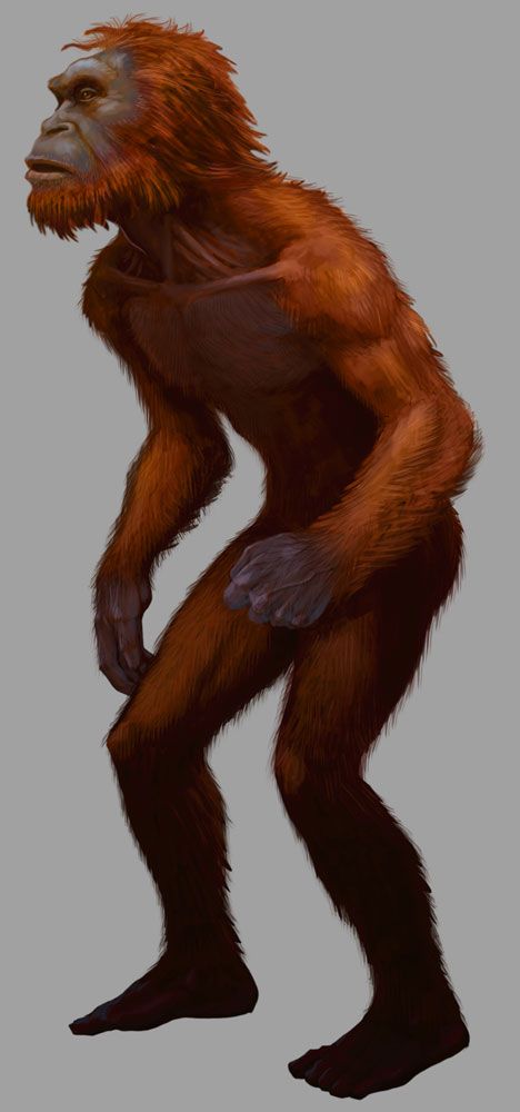 2013(?) Orang Pendek #4 Footprint cast replica #4