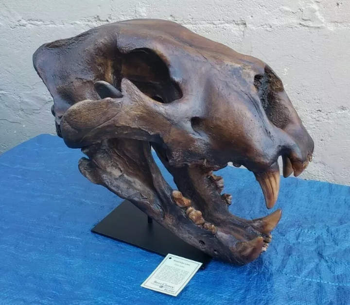American Lion Skull Tapit Finish Cast Replica Reproduction (Updated 1/24)