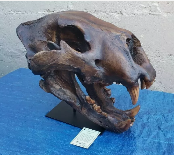 American Lion Skull Tapit Finish Cast Replica Reproduction (Updated 1/24)
