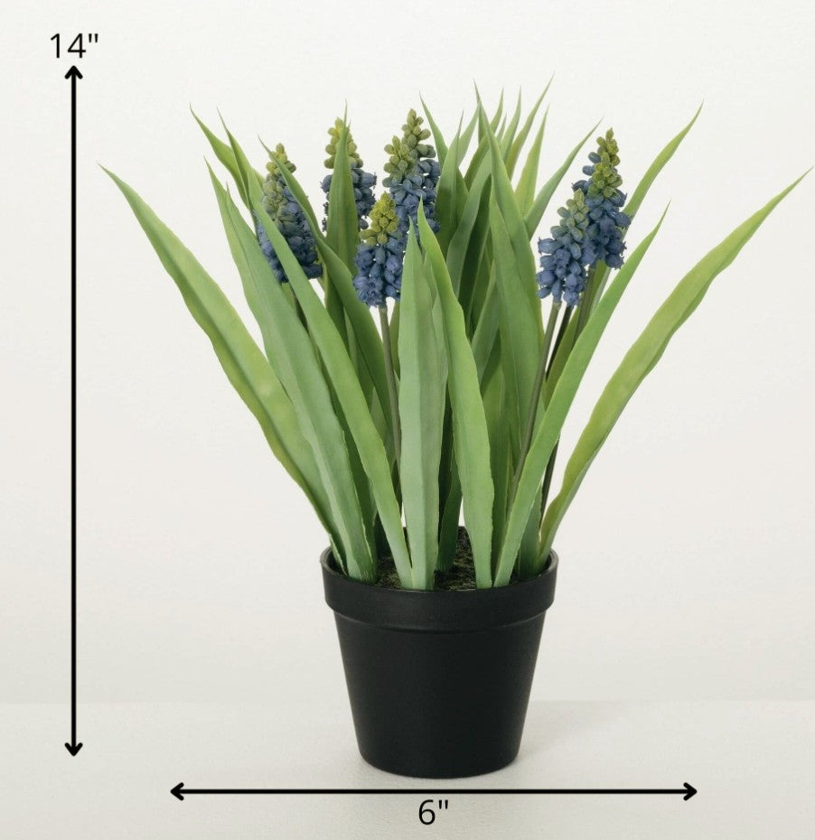 #28229POT  Potted Grape Hyacinth 6x6x14In