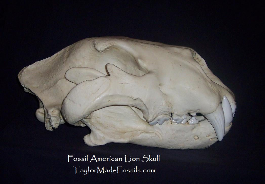 American Lion Skull Antique Finish Cast Replica Reproduction (Updated1/24)