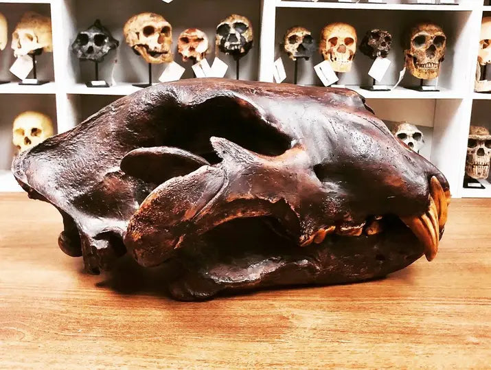 American Lion Skull Tapit Finish Cast Replica Reproduction (Updated 1/24)